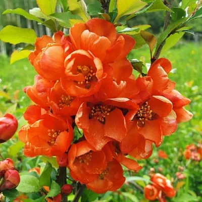 Айва японская  Айва японская в Нижнем Новгороде