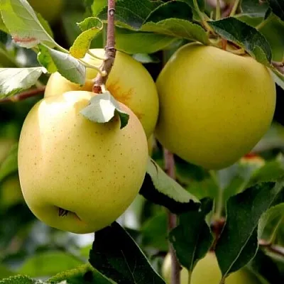 Яблоня ГОЛДЕН ВЛАДИМИРСКИЙ  Яблоня ГОЛДЕН ВЛАДИМИРСКИЙ в Нижнем Новгороде