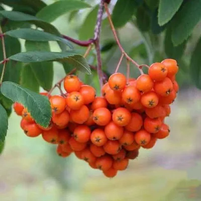 Рябина ВЕФЕД сладкоплодная  Рябина ВЕФЕД сладкоплодная в Нижнем Новгороде