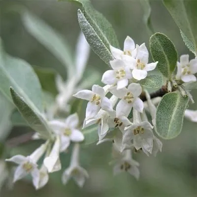 ЛОХ СЕРЕБРИСТЫЙ  ЛОХ СЕРЕБРИСТЫЙ в Нижнем Новгороде