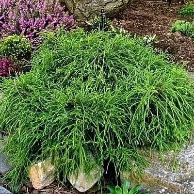 Кипарисовик ФИЛИФЕРА НАНА горохоплодный  Кипарисовик ФИЛИФЕРА НАНА горохоплодный в Нижнем Новгороде