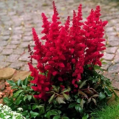 Астильба ГЛАТ Арендса — описание сорта Астильба ГЛАТ Арендса в Нижнем Новгороде