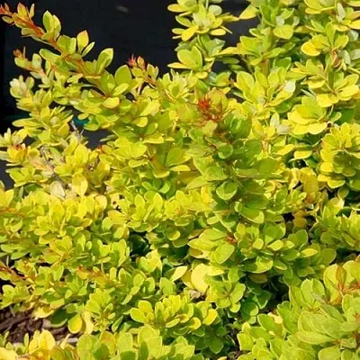 Барбарис СЕНСЕЙШЕН тунберга  Барбарис СЕНСЕЙШЕН тунберга в Нижнем Новгороде