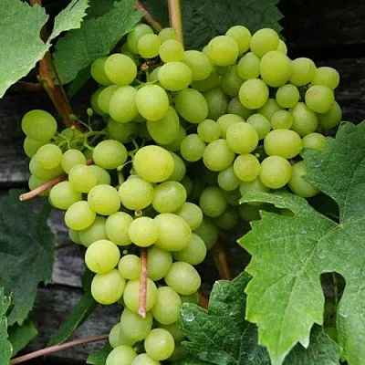 Виноград АЛЕШЕНЬКИН  Виноград АЛЕШЕНЬКИН в Нижнем Новгороде