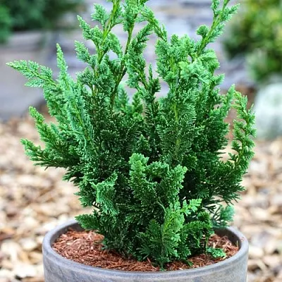 Кипарисовик ВИСЕЛЛИ лавсона  Кипарисовик ВИСЕЛЛИ лавсона в Нижнем Новгороде