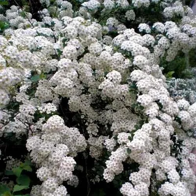 Спирея ВАНГУТТА в Нижнем Новгороде