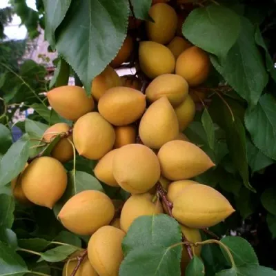 Абрикос МАНИТОБА — описание сорта Абрикос МАНИТОБА в Нижнем Новгороде