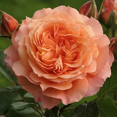 Саженцы роз БЕЛЬВЕДЕР шраб  Саженцы роз БЕЛЬВЕДЕР шраб в Нижнем Новгороде