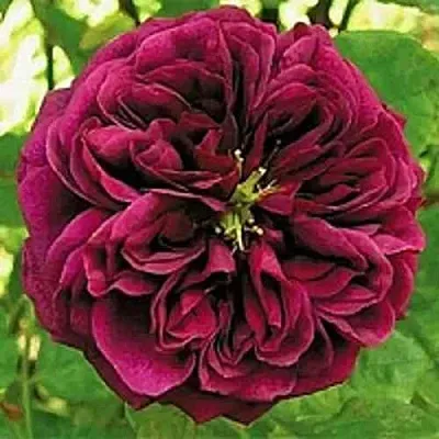 Саженцы роз ЗЕ ПРИНЦ английская в Нижнем Новгороде