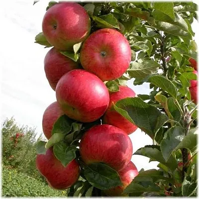 Яблоня ОСТАНКИНО колонновидная  Яблоня ОСТАНКИНО колонновидная в Нижнем Новгороде