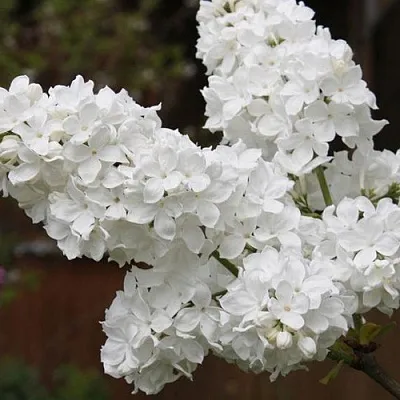 Сирень ФЛОРА  Сирень ФЛОРА в Нижнем Новгороде