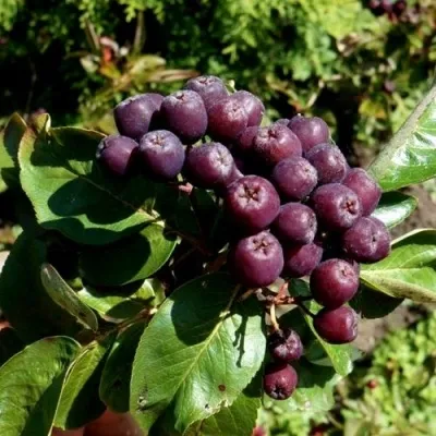 Рябина ЛИКЁРНАЯ сладкоплодная — описание сорта Рябина ЛИКЁРНАЯ сладкоплодная в Нижнем Новгороде