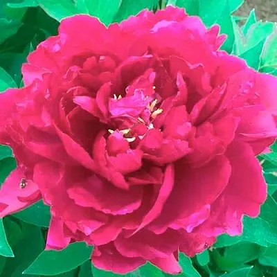 Пион ОСТРОВНОЙ МИНИСТР древовидный  Пион ОСТРОВНОЙ МИНИСТР древовидный в Нижнем Новгороде