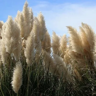 Кортадерия белая (пампасная трава) в Нижнем Новгороде