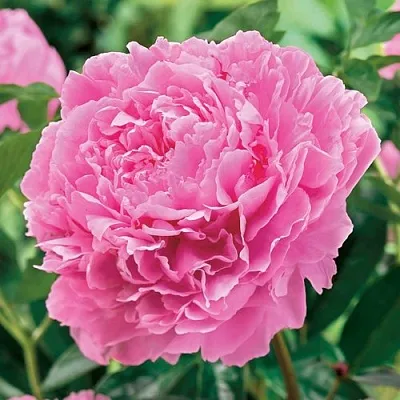 Пион МИСС ЭКХАРТ травянистый  Пион МИСС ЭКХАРТ травянистый в Нижнем Новгороде