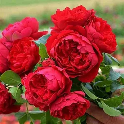 Саженцы роз ФЛОРЕНТИНА плетистая  Саженцы роз ФЛОРЕНТИНА плетистая в Нижнем Новгороде