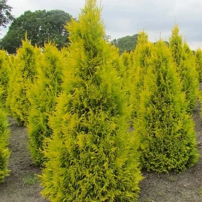 Туя САНКИСТ западная  Туя САНКИСТ западная в Нижнем Новгороде