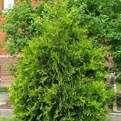 Туя АНЯ (АНИЕ) западная  Туя АНЯ (АНИЕ) западная в Нижнем Новгороде