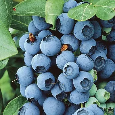 Голубика КОВИЛЛ  Голубика КОВИЛЛ в Нижнем Новгороде