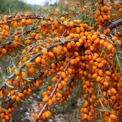 Облепиха ПЕРЧИК  Облепиха ПЕРЧИК в Нижнем Новгороде
