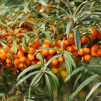 Облепиха РОСИНКА  Облепиха РОСИНКА в Нижнем Новгороде