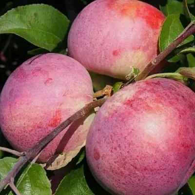 Яблоня БЕЛОРУССКОЕ МАЛИНОВОЕ  Яблоня БЕЛОРУССКОЕ МАЛИНОВОЕ в Нижнем Новгороде