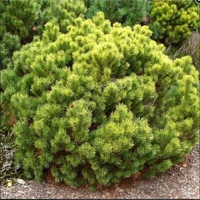 Ель ДАНС ДВАРФ обыкновення  Ель ДАНС ДВАРФ обыкновення в Нижнем Новгороде