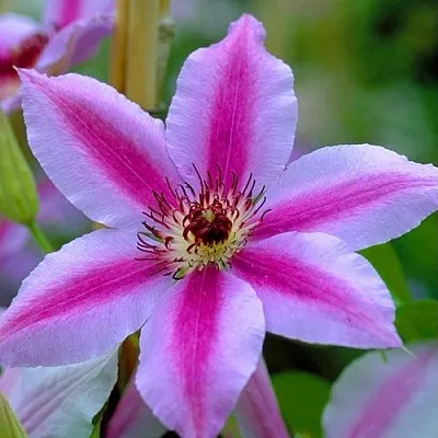 Клематис НЕЛЛИ МОЗЕР  Клематис НЕЛЛИ МОЗЕР в Нижнем Новгороде