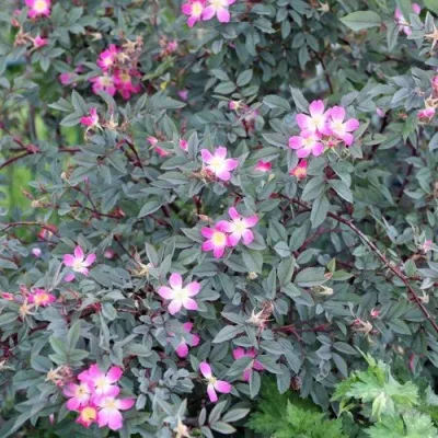 Саженцы роз сизая — описание сорта Саженцы роз сизая в Нижнем Новгороде