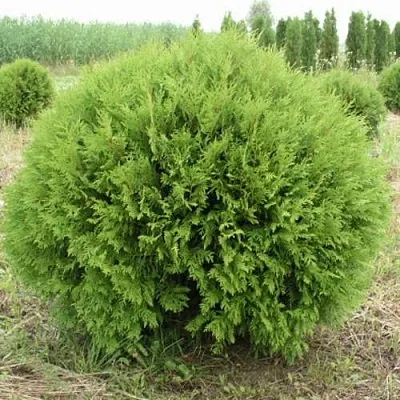 Туя ГЛОБОЗА западная  Туя ГЛОБОЗА западная в Нижнем Новгороде
