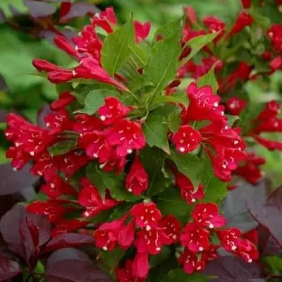 Вейгела РЕД ПРИНЦ  Вейгела РЕД ПРИНЦ в Нижнем Новгороде