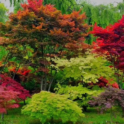 Лиственные деревья в Нижнем Новгороде