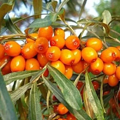 Облепиха БОТАНИЧЕСКАЯ  Облепиха БОТАНИЧЕСКАЯ в Нижнем Новгороде