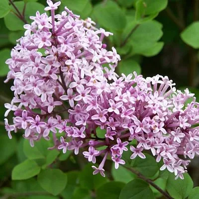 Сирень ПАЛИБИН   Сирень ПАЛИБИН  в Нижнем Новгороде