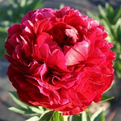 Пион ГЕНРИ БОКСТОС травянистый  Пион ГЕНРИ БОКСТОС травянистый в Нижнем Новгороде