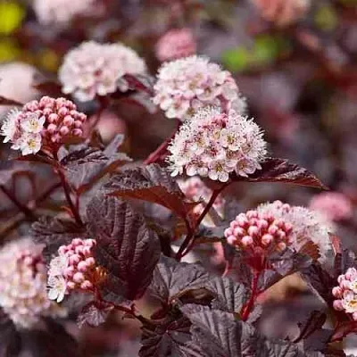 Пузыреплодник АНДРЕ   Пузыреплодник АНДРЕ  в Нижнем Новгороде