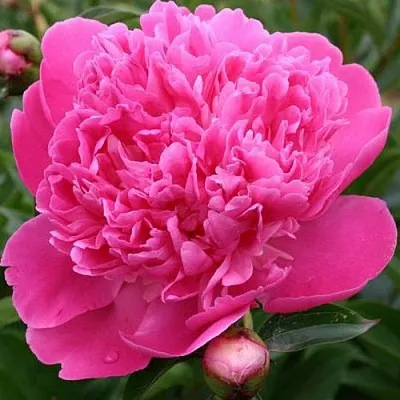 Пион ЭДУЛИС СУПЕРБА травянистый  Пион ЭДУЛИС СУПЕРБА травянистый в Нижнем Новгороде