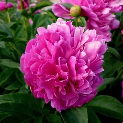 Пион ФЕЛИКС КРАУССЕ травянистый  Пион ФЕЛИКС КРАУССЕ травянистый в Нижнем Новгороде