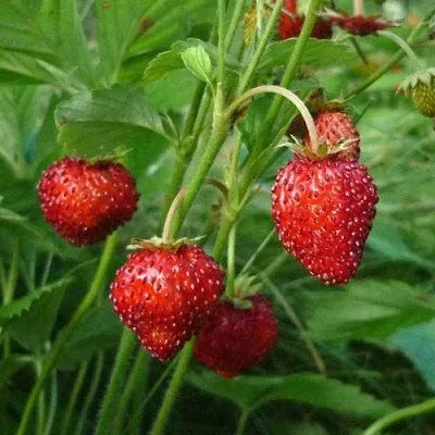 Земляника АЛЬПИЙСКАЯ  Земляника АЛЬПИЙСКАЯ в Нижнем Новгороде