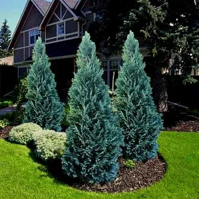 Кипарисовик ВАН ПЕЛЬТС БЛЮ лавсона  Кипарисовик ВАН ПЕЛЬТС БЛЮ лавсона в Нижнем Новгороде