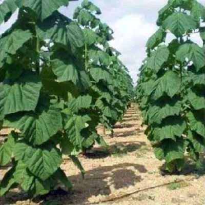 Павлония ПАО ТОГН Z07 — описание сорта Павлония ПАО ТОГН Z07 в Нижнем Новгороде