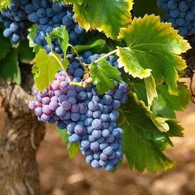 Виноград ЗИЛГА  Виноград ЗИЛГА в Нижнем Новгороде