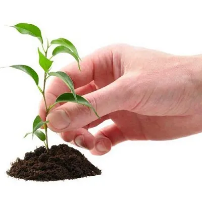 Саженцы в Нижнем Новгороде