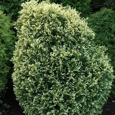 Туя ЛИТОМИШИЛ западная  Туя ЛИТОМИШИЛ западная в Нижнем Новгороде