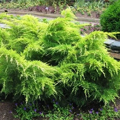 Можжевельник ГОЛД КОСТ средний  Можжевельник ГОЛД КОСТ средний в Нижнем Новгороде