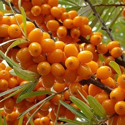 Облепиха ВИТАМИННАЯ  Облепиха ВИТАМИННАЯ в Нижнем Новгороде