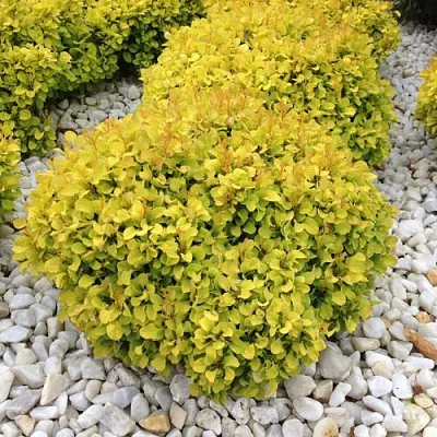 Барбарис БОНАНЗА ГОЛД тунберга  Барбарис БОНАНЗА ГОЛД тунберга в Нижнем Новгороде