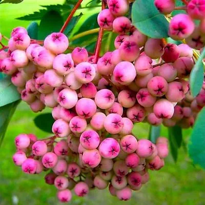 Рябина ПИНК сладкоплодная  Рябина ПИНК сладкоплодная в Нижнем Новгороде