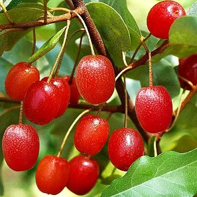 Гуми в Нижнем Новгороде