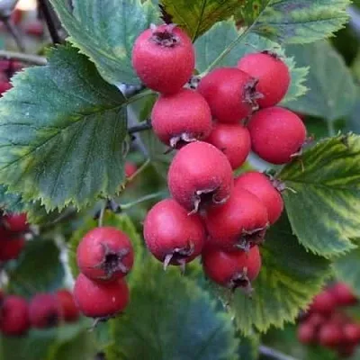 Боярышник АРНОЛЬДА  Боярышник АРНОЛЬДА в Нижнем Новгороде